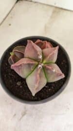 ASTROPHYTUM MYRIOSTIGMA "Colônia" Nº 1101 – vaso 15 - Imagem 7