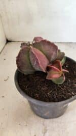 ASTROPHYTUM MYRIOSTIGMA "Colônia" Nº 1101 – vaso 15 - Imagem 5