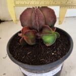 ASTROPHYTUM MYRIOSTIGMA "Colônia" Nº 1101 – vaso 15