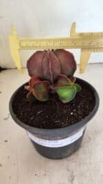 ASTROPHYTUM MYRIOSTIGMA "Colônia" Nº 1101 – vaso 15