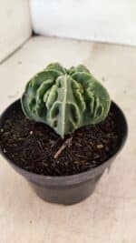 ASTROPHYTUM Myriostigma FUKURYU Nº 1073 – vaso 11 - Imagem 7