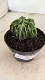 ASTROPHYTUM Myriostigma FUKURYU Nº 1073 – vaso 11 - Imagem 6