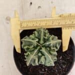 ASTROPHYTUM Myriostigma FUKURYU Nº 1073 – vaso 11