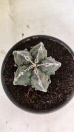 ASTROPHYTUM Myriostigma FUKURYU Nº 1074 – vaso 15 - Imagem 3