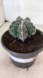 ASTROPHYTUM Myriostigma FUKURYU Nº 1074 – vaso 15 - Imagem 8