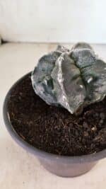 ASTROPHYTUM Myriostigma FUKURYU Nº 1074 – vaso 15 - Imagem 6