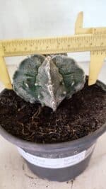 ASTROPHYTUM Myriostigma FUKURYU Nº 1074 – vaso 15 - Imagem 4