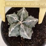 ASTROPHYTUM Myriostigma FUKURYU Nº 1074 – vaso 15