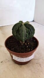 ASTROPHYTUM Myriostigma FUKURYU Nº 1075 – vaso 11 - Imagem 9