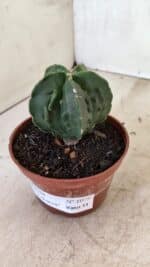 ASTROPHYTUM Myriostigma FUKURYU Nº 1075 – vaso 11 - Imagem 8
