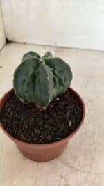 ASTROPHYTUM Myriostigma FUKURYU Nº 1075 – vaso 11 - Imagem 7