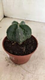 ASTROPHYTUM Myriostigma FUKURYU Nº 1075 – vaso 11 - Imagem 6