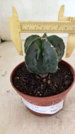 ASTROPHYTUM Myriostigma FUKURYU Nº 1075 – vaso 11 - Imagem 4