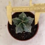 ASTROPHYTUM Myriostigma FUKURYU Nº 1075 – vaso 11