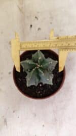 ASTROPHYTUM Myriostigma FUKURYU Nº 1075 – vaso 11