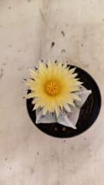 ASTROPHYTUM MYRIOSTIGMA Nº 1053 – vaso 11 - Imagem 3