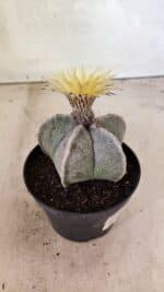 ASTROPHYTUM MYRIOSTIGMA Nº 1053 – vaso 11 - Imagem 6
