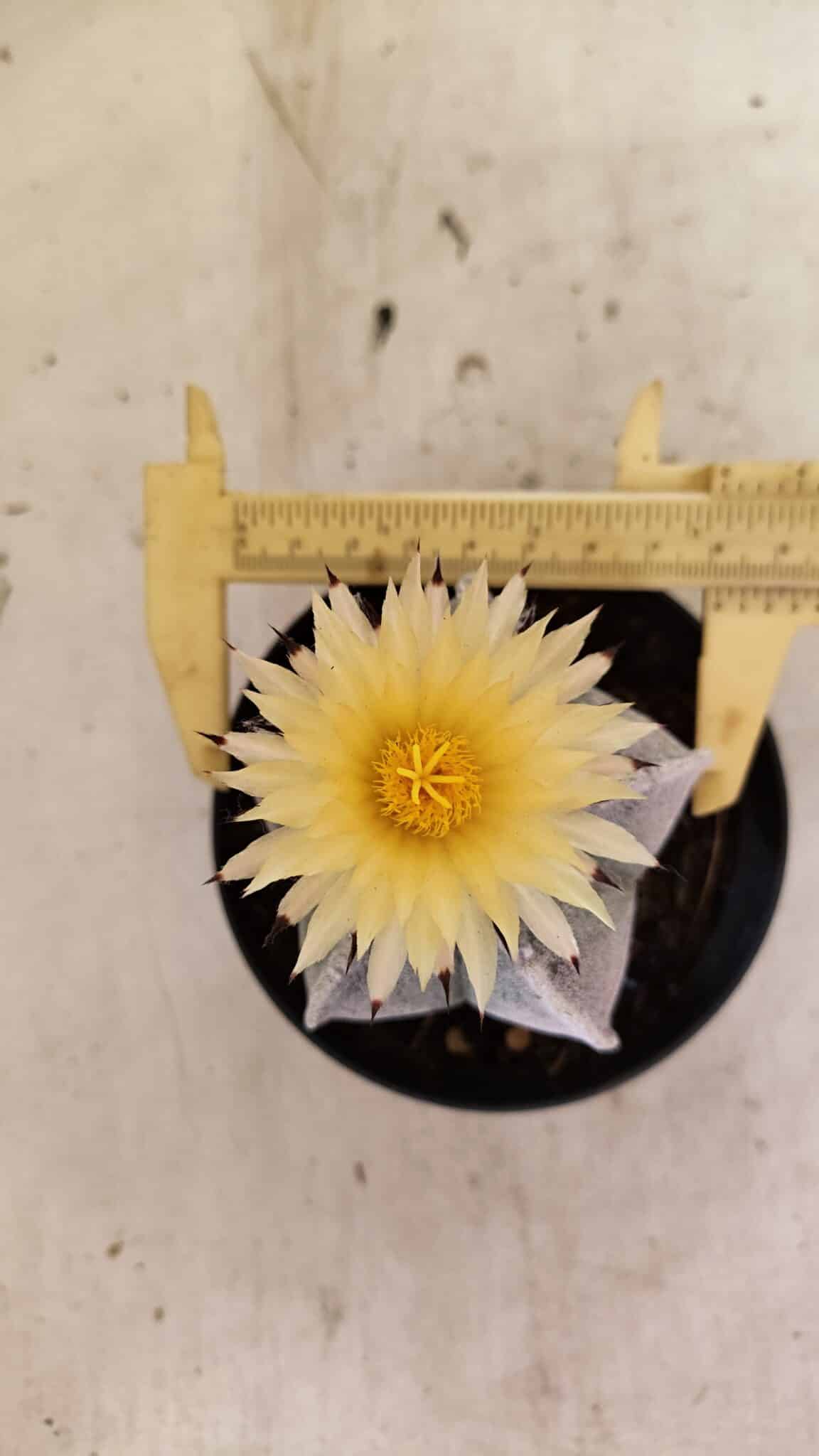 Myriotigma 1053 (7) ASTROPHYTUM MYRIOSTIGMA Nº 1053 – vaso 11 - Imagem 1