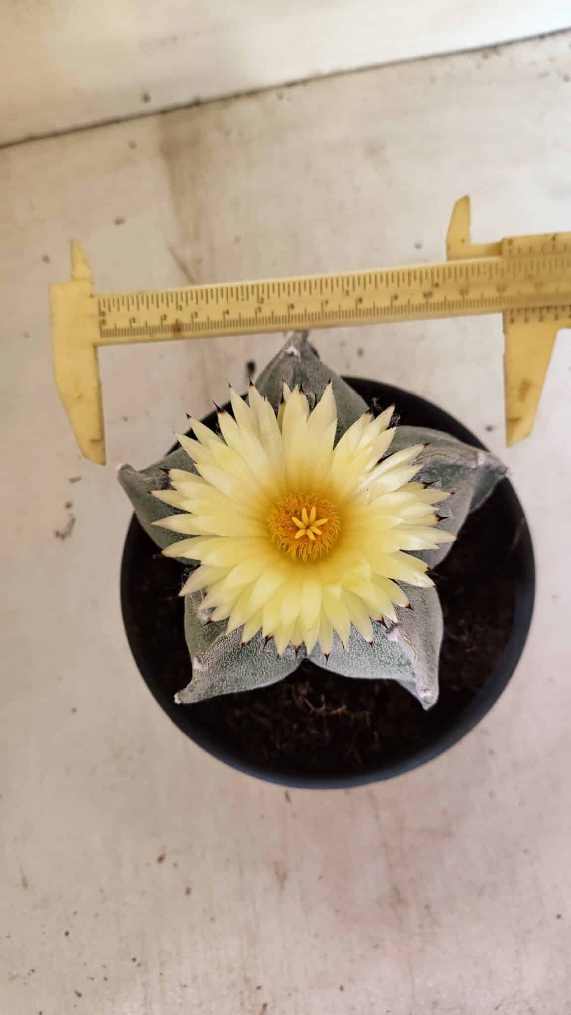 Myriotigma 626 (10) ASTROPHYTUM MYRIOSTIGMA Nº 626 – vaso 15 - Imagem 1