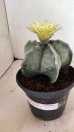 ASTROPHYTUM MYRIOSTIGMA Nº 626 – vaso 15 - Imagem 11