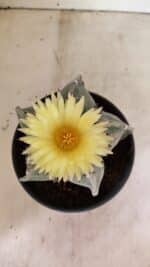 ASTROPHYTUM MYRIOSTIGMA Nº 626 – vaso 15 - Imagem 7