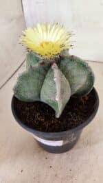 ASTROPHYTUM MYRIOSTIGMA Nº 626 – vaso 15 - Imagem 10