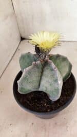 ASTROPHYTUM MYRIOSTIGMA Nº 626 – vaso 15 - Imagem 8