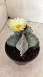 ASTROPHYTUM MYRIOSTIGMA Nº 626 – vaso 15 - Imagem 6