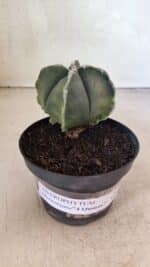 ASTROPHYTUM MYRIOSTIGMA VARIEGATA "4 QUINAS" Nº 1084 – vaso 11 - Imagem 2