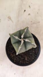 ASTROPHYTUM MYRIOSTIGMA VARIEGATA "4 QUINAS" Nº 1084 – vaso 11 - Imagem 3