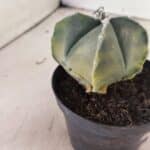 ASTROPHYTUM MYRIOSTIGMA VARIEGATA "4 QUINAS" Nº 1084 – vaso 11