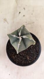 ASTROPHYTUM MYRIOSTIGMA VARIEGATA "4 QUINAS" Nº 1084 – vaso 11 - Imagem 7