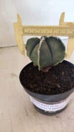 ASTROPHYTUM MYRIOSTIGMA VARIEGATA "4 QUINAS" Nº 1084 – vaso 11 - Imagem 4