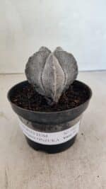 ASTROPHYTUM MYRIOSTIGMA Onzuka  Nº 730 – vaso 11 - Imagem 2