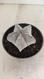 ASTROPHYTUM MYRIOSTIGMA Onzuka  Nº 730 – vaso 11 - Imagem 9