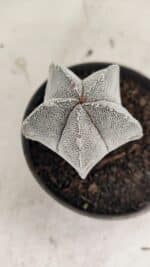 ASTROPHYTUM MYRIOSTIGMA Onzuka  Nº 730 – vaso 11 - Imagem 8