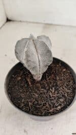 ASTROPHYTUM MYRIOSTIGMA Onzuka  Nº 730 – vaso 11 - Imagem 7