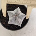 ASTROPHYTUM MYRIOSTIGMA Onzuka  Nº 730 – vaso 11