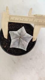 ASTROPHYTUM MYRIOSTIGMA Onzuka  Nº 730 – vaso 11