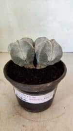 ASTROPHYTUM MYRIOSTIGMA Onzuka "Bicéfalo"  Nº 1081 – vaso 15 - Imagem 2