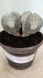 ASTROPHYTUM MYRIOSTIGMA Onzuka "Bicéfalo"  Nº 1081 – vaso 15 - Imagem 10