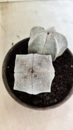ASTROPHYTUM MYRIOSTIGMA Onzuka "Bicéfalo"  Nº 1081 – vaso 15 - Imagem 6