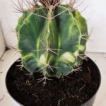 MATRIZ ASTROPHYTUM ORNATUM "Variegata" Nº 10 – vaso 17