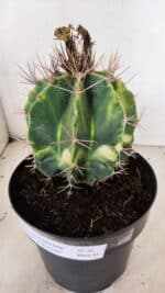 MATRIZ ASTROPHYTUM ORNATUM "Variegata" Nº 10 – vaso 17