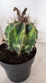 MATRIZ ASTROPHYTUM ORNATUM "Variegata" Nº 10 – vaso 17 - Imagem 9