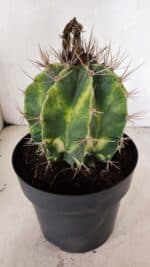 MATRIZ ASTROPHYTUM ORNATUM "Variegata" Nº 10 – vaso 17 - Imagem 8