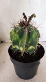 MATRIZ ASTROPHYTUM ORNATUM "Variegata" Nº 10 – vaso 17 - Imagem 7