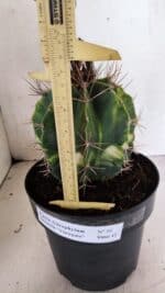 MATRIZ ASTROPHYTUM ORNATUM "Variegata" Nº 10 – vaso 17 - Imagem 5