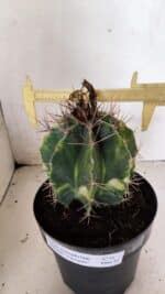 MATRIZ ASTROPHYTUM ORNATUM "Variegata" Nº 10 – vaso 17 - Imagem 4