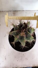 MATRIZ ASTROPHYTUM ORNATUM "Variegata" Nº 10 – vaso 17 - Imagem 6